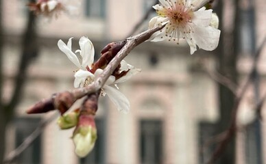 У трьох районах Києва посеред зими раптово зацвіла сакура: чому це погано