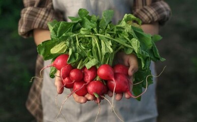 Где в Киеве можно купить фермерские продукты: локации недели