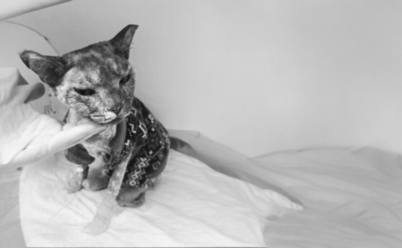 У Києві померла кішка Аля, врятована після обстрілу 7 травня - фото