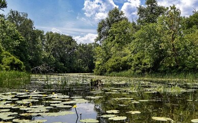Загрязнение Русановского пролива: «Киевводоканал» объяснил, что происходит