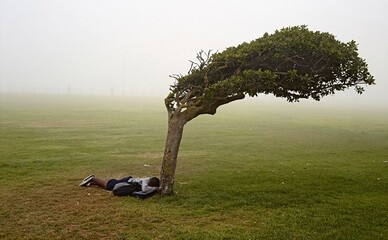 На Владимирской горке и улице Гарматной под снос попали почти тысяча деревьев