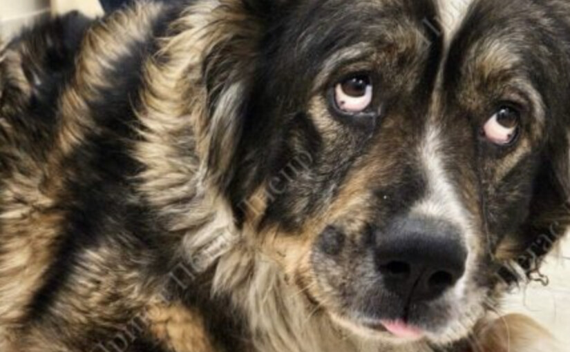 У Дніпрі врятували собаку з 3-кілограмовою пухлиною - фото