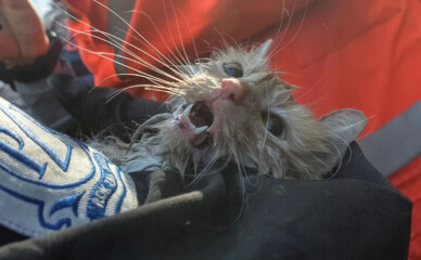 У Києві врятували смугастого кота, який провів 10 годин під завалами