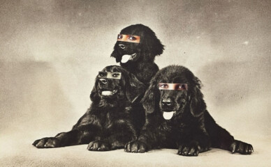 Укрзалізниця оновила правила перевезення собак у поїздах