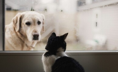 Внутренним переселенцам разрешат держать домашних питомцев во временном жилье