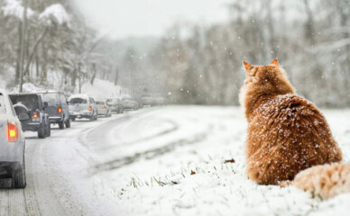 Украину накроет резкое похолодание после короткой зимней оттепели