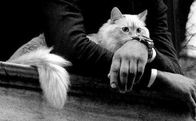 Кошек и собак в Украине разрешат передавать по наследству