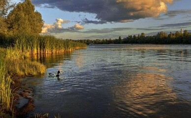 Прокуратура подала до суду через заповідний статус зелених зон Києва