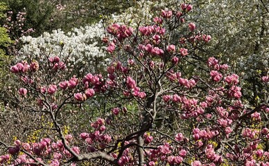 Блогерка составила карту цветения Киева: куда идти, чтобы увидеть весну