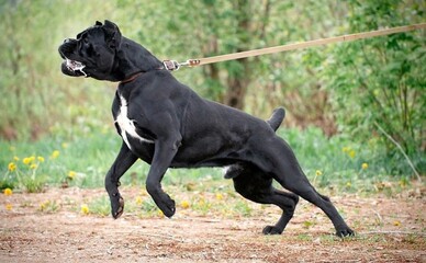 На Днепропетровщине собака напала на 13-летнюю девочку по дороге из школы — ребенку ампутировали ногу