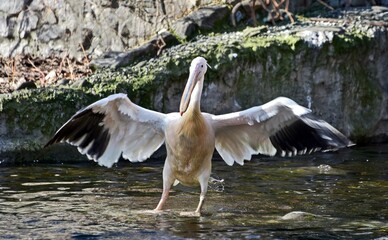 В КиевЗоо пеликаны вернулись на озеро и открыли весеннее переселение животных