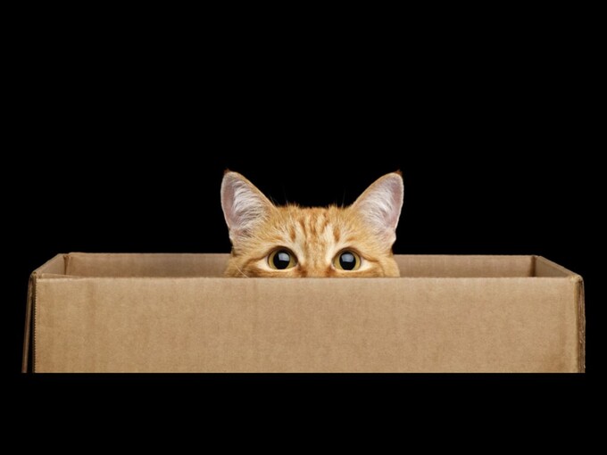 Нова пошта з 13 квітня підвищує тарифи на доставку - скільки коштуватиме відправити посилку