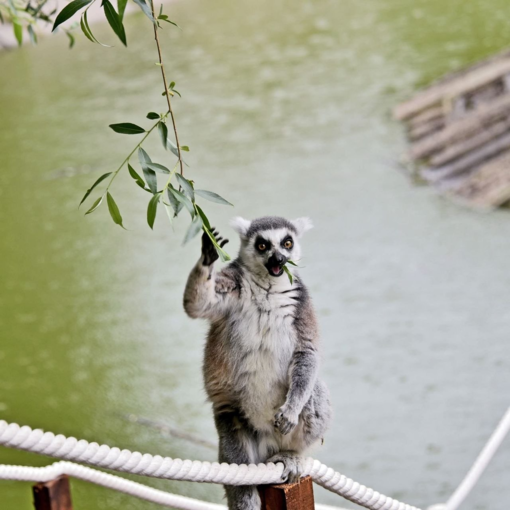 У Київському зоопарку оселився лемур із Дніпропетровщини, якого врятували волонтери