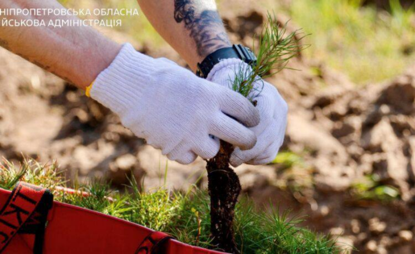 В Днепропетровской области высадили тысячи сосен в честь погибших