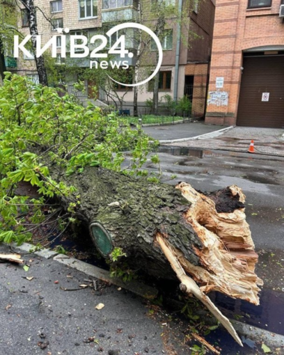 У Києві через буревій упав і розтрощив автівки 150-річний каштан Іващенка