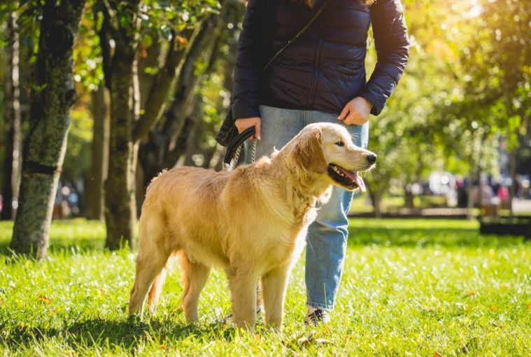 У Києві запустили мапу локацій для тварин