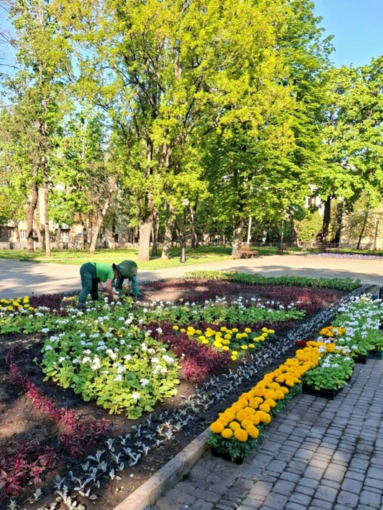 В сквере Кандаурова в Харькове обустраивают цветник из 12 тысяч саженцев