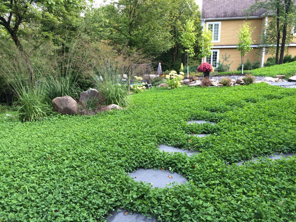 Барвінок малий