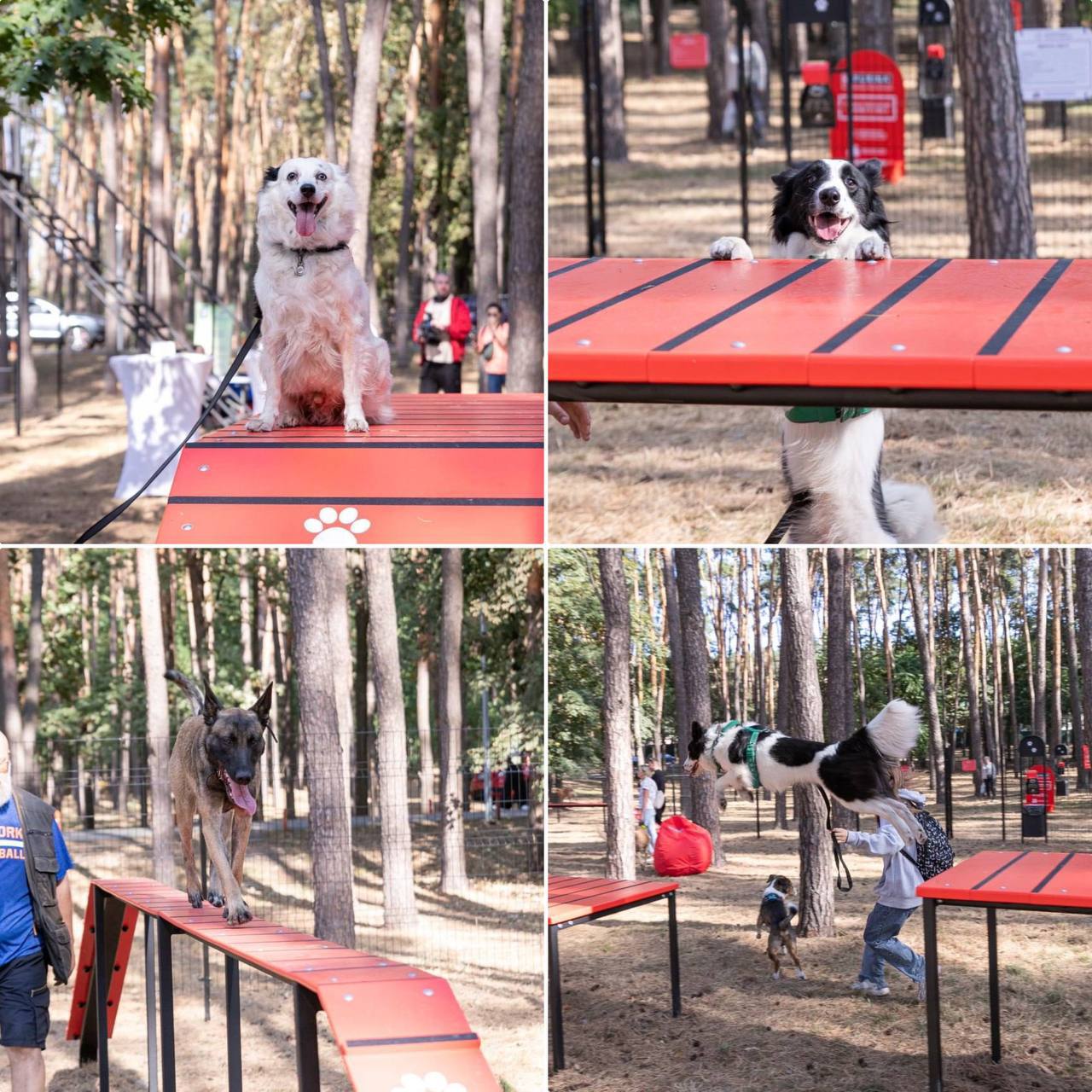 В Святошинском районе открыли новую площадку для собак фото 4 3