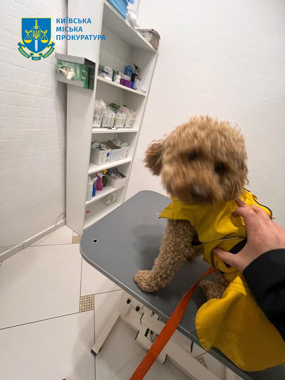 У Києві чоловік отримав 5 років умовно за жорстоке поводження з собакою фото 3 2