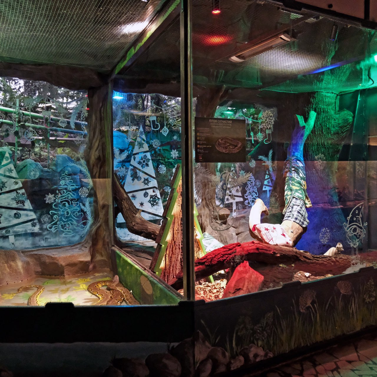 У Київському зоопарку створили люкс-апартаменти зі спа-зоною для пітона Платона фото 2 1