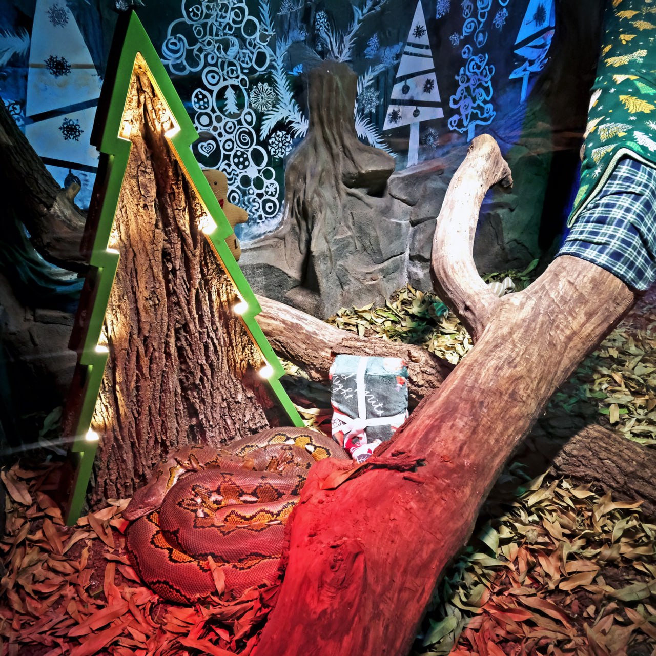 У Київському зоопарку створили люкс-апартаменти зі спа-зоною для пітона Платона фото 1