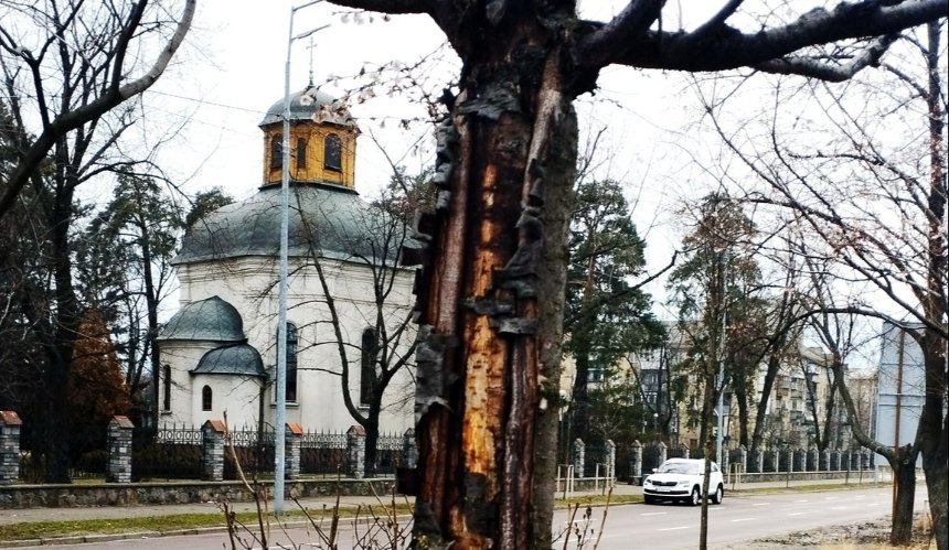 У Дніпровському районі Києва масово гинуть сакури через невиліковну хворобу фото 1