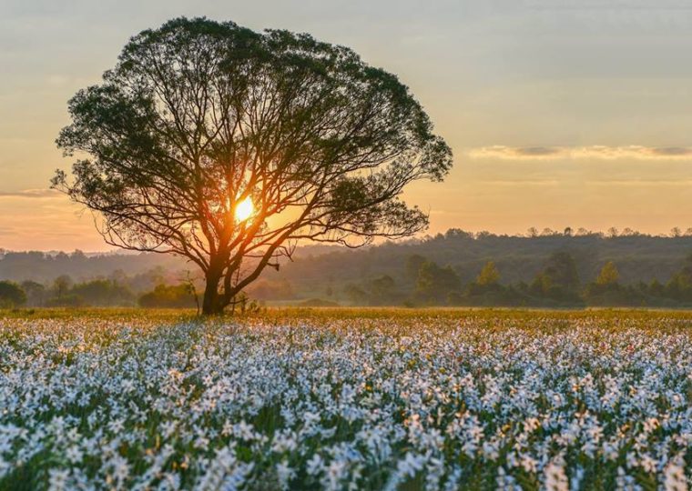 Від популярних курортів до прихованих перлин: путівник Прикарпаттям і Закарпаттям фото 9 8