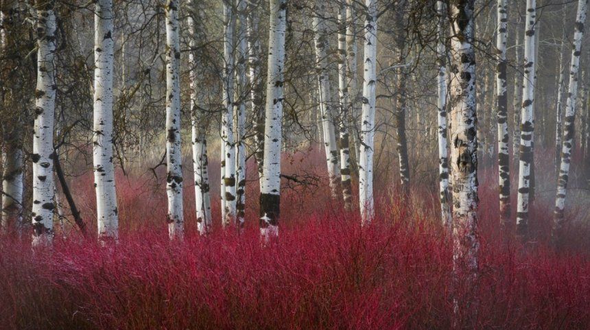 Дерен білий та береза
