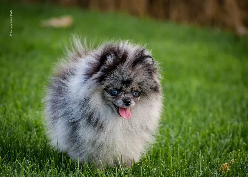 У Києві продають померанського шпіца за 198 тисяч гривень — це найдорожча собака в Україні фото 4 3