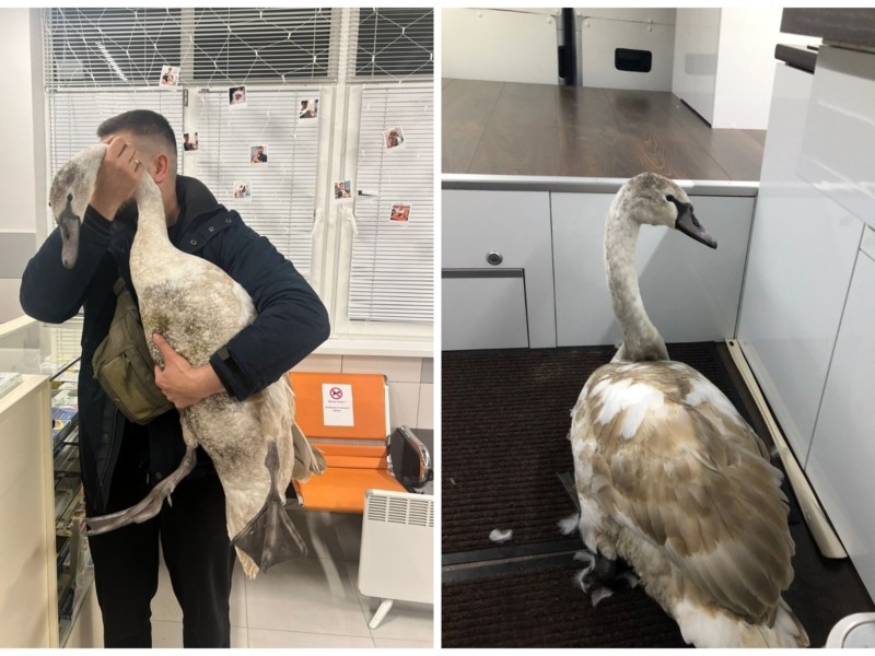 Офіцер Нацгвардії врятував травмованого лебедя на мосту через Дніпро у Києві фото 1