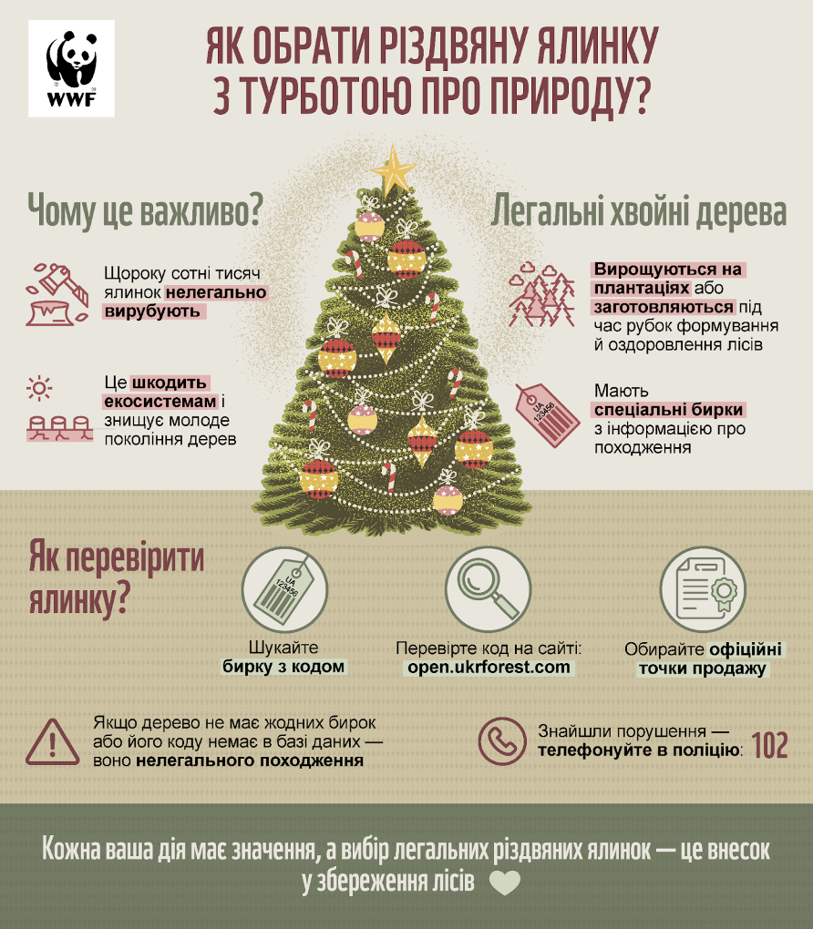 Экологи рассказали, как выбрать легальную новогоднюю елку фото 1