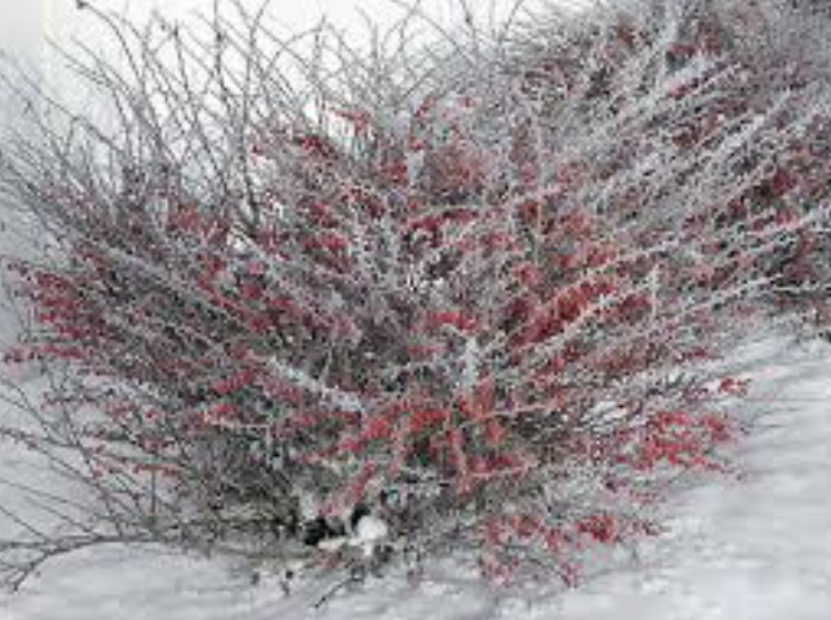 Барбарис Тунберга