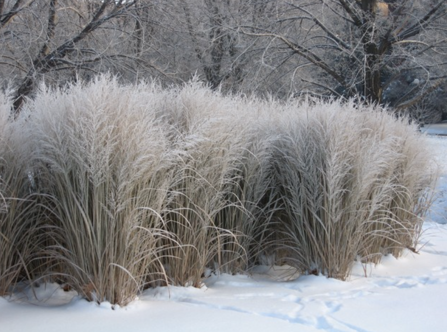 Міскантус китайський