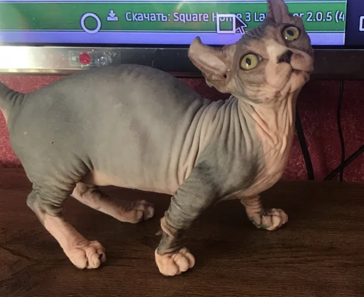 кошеня надзвичайно рідкісної породи Dwelf